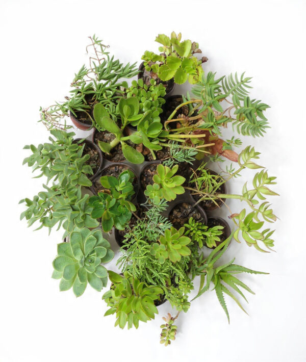 Assorted Succulent Plants | 24-Piece Potted Succulent Bundle - Image 2