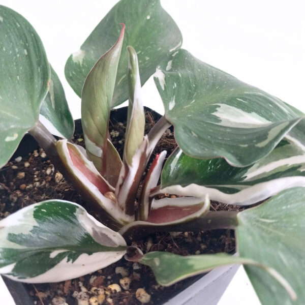 Philodendron ‘White Knight’ – Rare Variegated Philodendron Indoor Plant for Collectors | 12cm Pot - Image 2