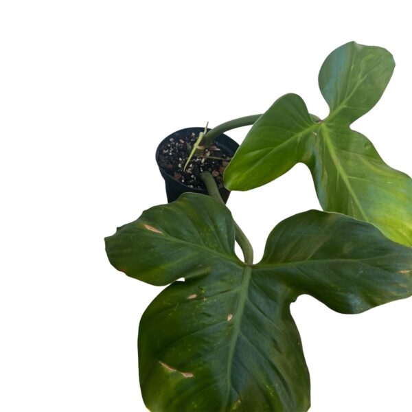 philodendron Barrosoanum - Image 3
