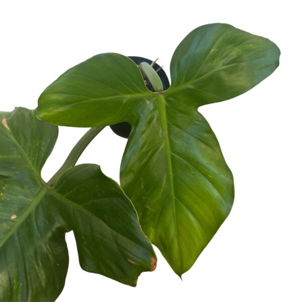 philodendron Barrosoanum - Image 2