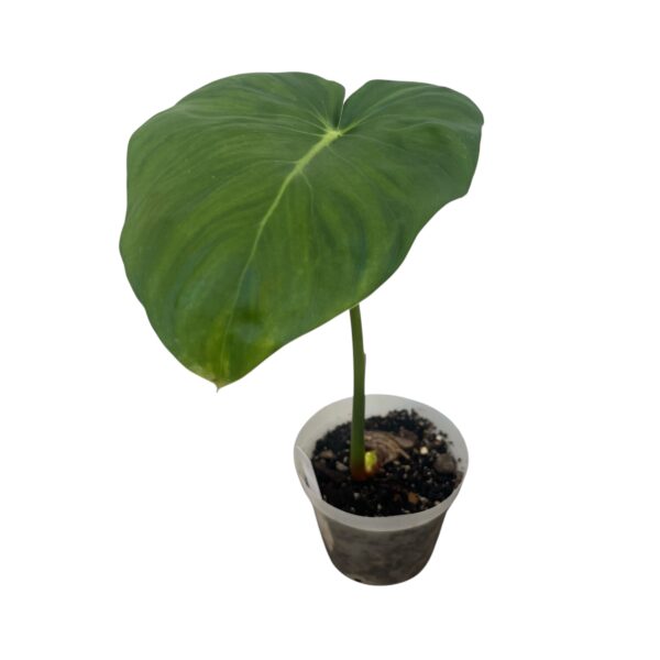 Philodendron Pastazanum Large | Collector Heartleaf Aroid Indoor Plant - Image 3