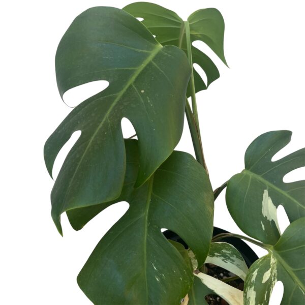 Monstera Albo Variegata No. 3 – Rare White Variegated Collector - Image 3
