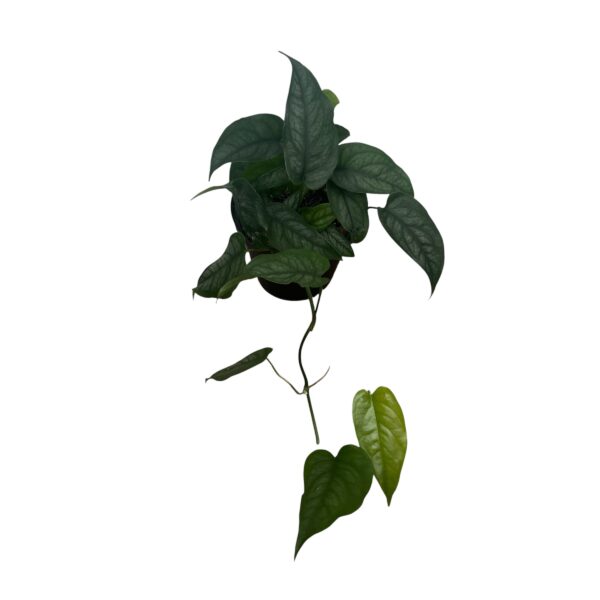 Monstera siltepecana - Image 2