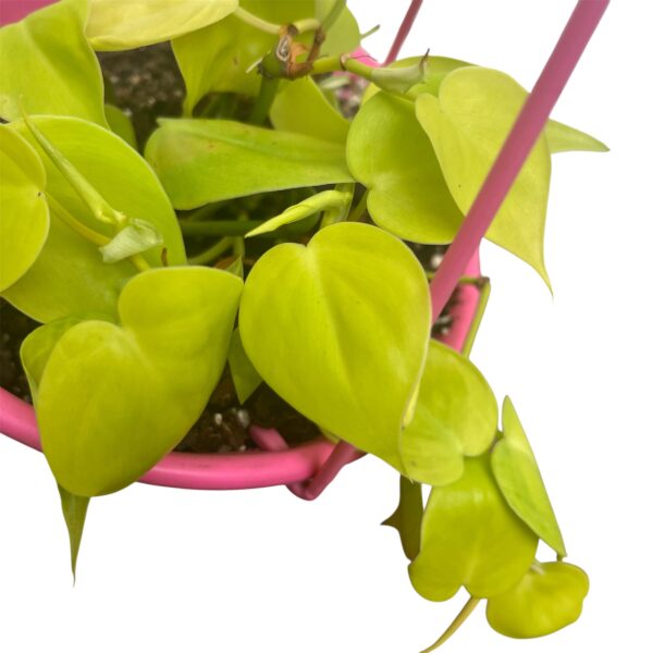 Philodendron hederaceum 'Lemon Lime' - Hanging Basket - Image 6