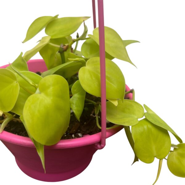 Philodendron hederaceum 'Lemon Lime' - Hanging Basket - Image 5