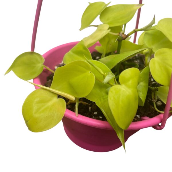 Philodendron hederaceum 'Lemon Lime' - Hanging Basket - Image 4