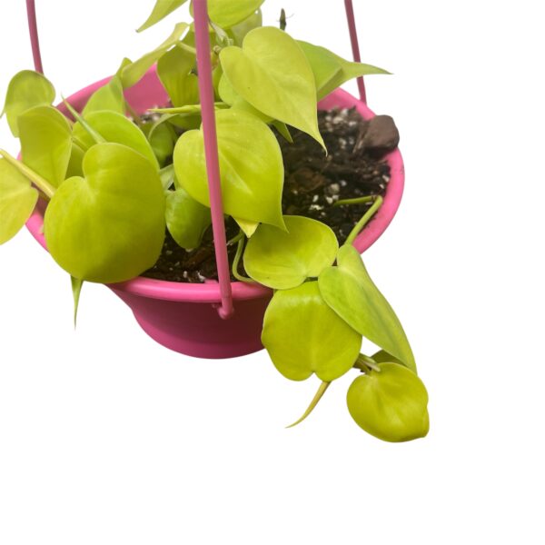 Philodendron hederaceum 'Lemon Lime' - Hanging Basket - Image 3