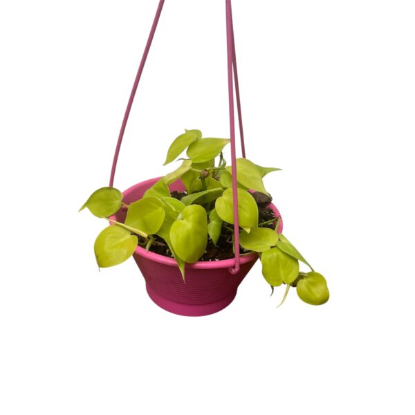 Philodendron hederaceum 'Lemon Lime' - Hanging Basket - Image 2