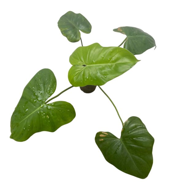Philodendron Ruthianum - Image 2