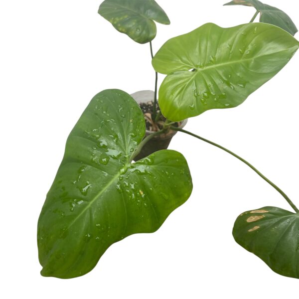 Philodendron Ruthianum - Image 3