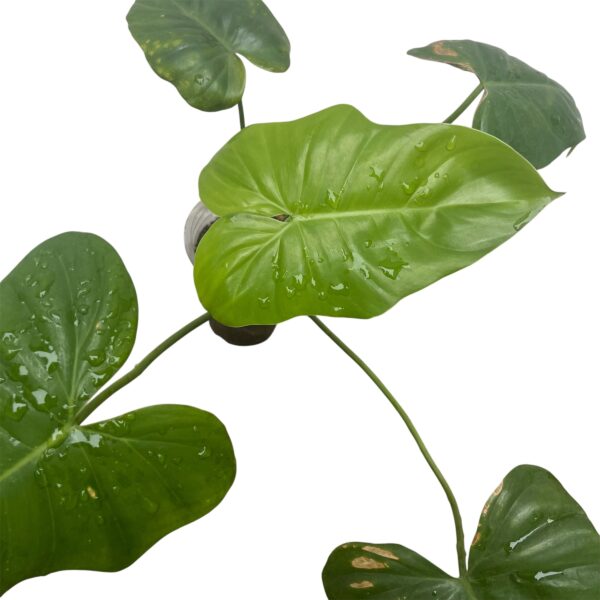 Philodendron Ruthianum - Image 4