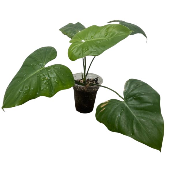 Philodendron Ruthianum - Image 5
