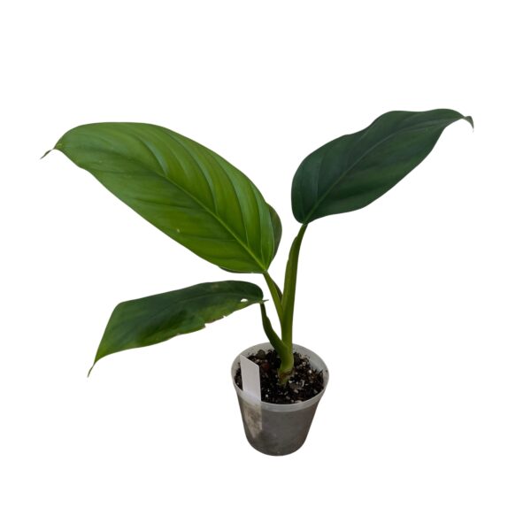 Philodendron Verrucosum x Giganteum Hybrid - Image 2