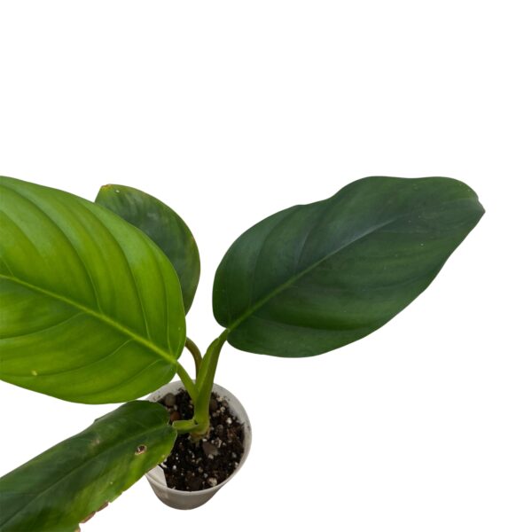 Philodendron Verrucosum x Giganteum Hybrid - Image 3