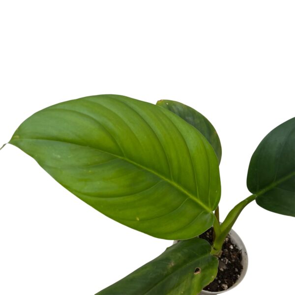 Philodendron Verrucosum x Giganteum Hybrid - Image 4