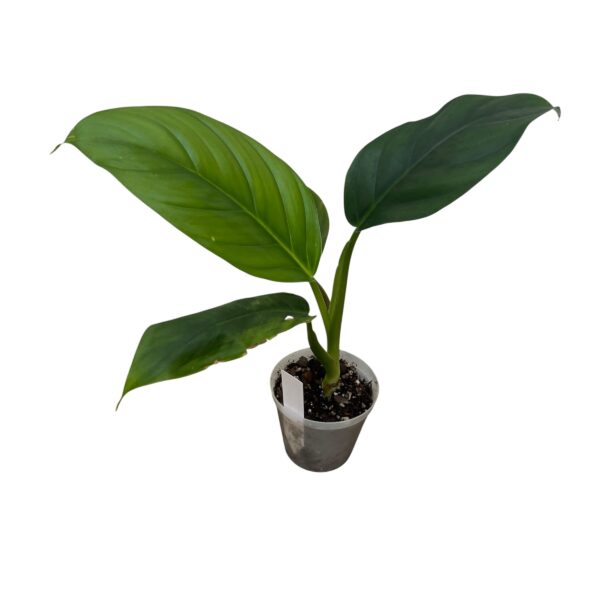 Philodendron Verrucosum x Giganteum Hybrid - Image 5