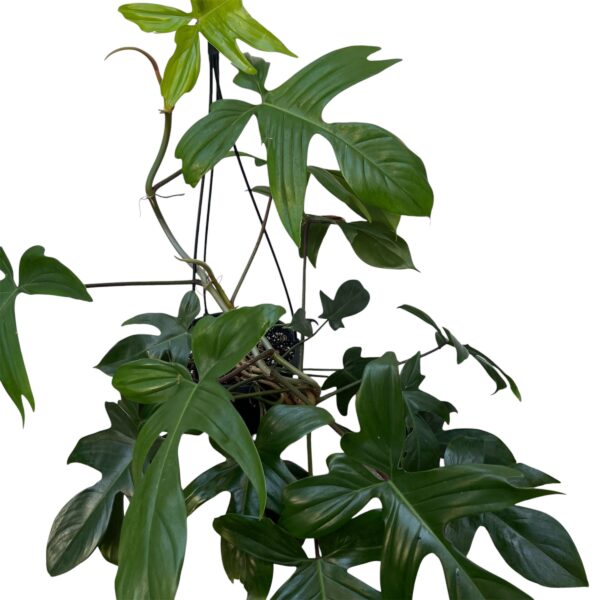 Philodendron Florida Hanging Basket – Trailing Indoor Plant Display - Image 5