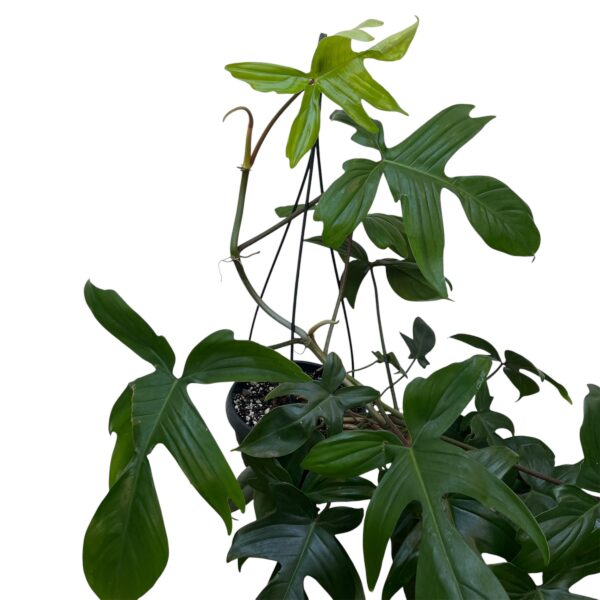 Philodendron Florida Hanging Basket – Trailing Indoor Plant Display - Image 4