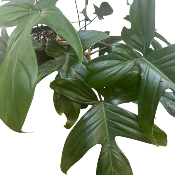 Philodendron Florida Hanging Basket – Trailing Indoor Plant Display - Image 2