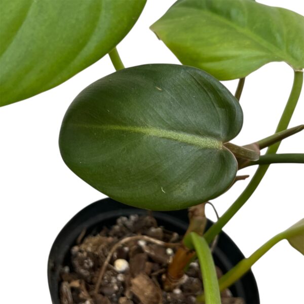 Philodendron Gloriosum x Bannoniae - Image 3