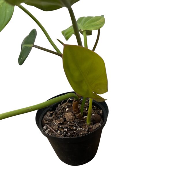 Philodendron Gloriosum x Bannoniae - Image 2