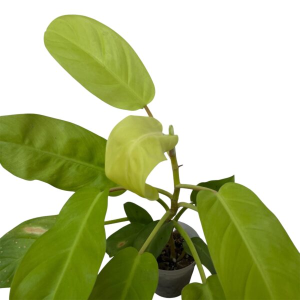 Philodendron Golden Emerald – Lush Indoor Foliage Plant - Image 3