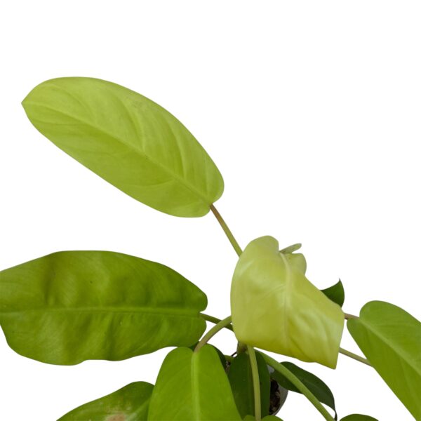 Philodendron Golden Emerald – Lush Indoor Foliage Plant - Image 2