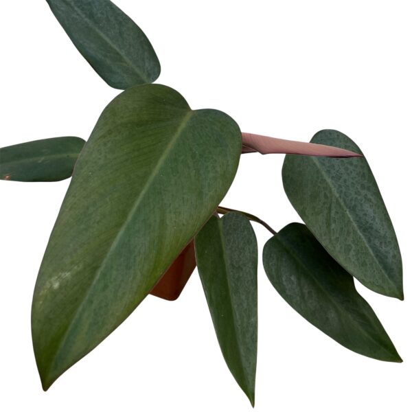 Philodendron ‘Bloody Mary’ – Rare Red Philodendron Indoor Plant | Deep Burgundy Foliage | Collector Tropical Houseplant - Image 4