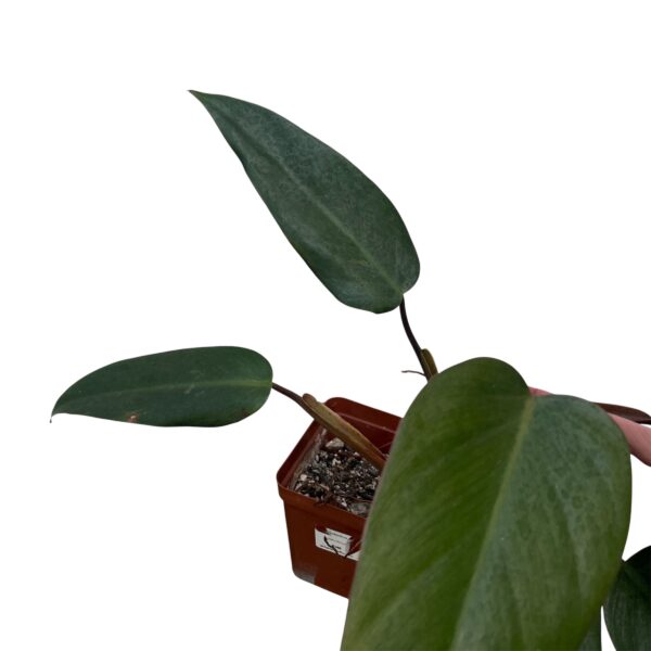 Philodendron ‘Bloody Mary’ – Rare Red Philodendron Indoor Plant | Deep Burgundy Foliage | Collector Tropical Houseplant - Image 3