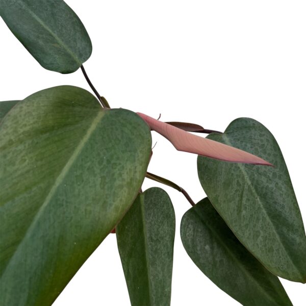 Philodendron ‘Bloody Mary’ – Rare Red Philodendron Indoor Plant | Deep Burgundy Foliage | Collector Tropical Houseplant - Image 2