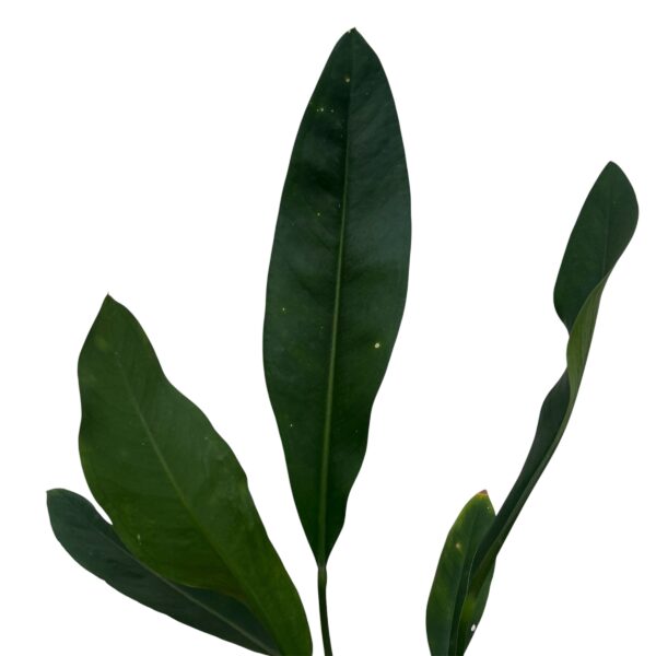 Anthurium Coriaceum - Image 2