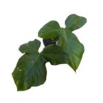 philodendron Barrosoanum