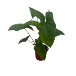 Syngonium Mojito – Green-on-Green Variegated Arrowhead Plant