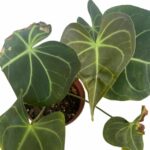 Anthurium Pterodactyl x Clarinervium