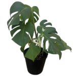 Monstera Albo Variegata No. 3 – Rare White Variegated Collector