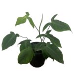 Philodendron Camposportoanum