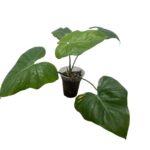 Philodendron Ruthianum