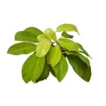 Philodendron Golden Emerald – Lush Indoor Foliage Plant Large