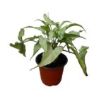 Syngonium Ngern Lai Ma