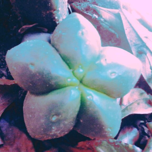 Sacredcactus