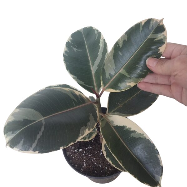 Ficus Tineke | Variegated Rubber Plant in 21cm Nursery Pot - Image 2