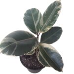 Ficus Tineke | Variegated Rubber Plant in 21cm Nursery Pot