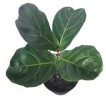 Ficus lyrata | Fiddle Leaf Fig Indoor Plant in 15cm Nursery Pot