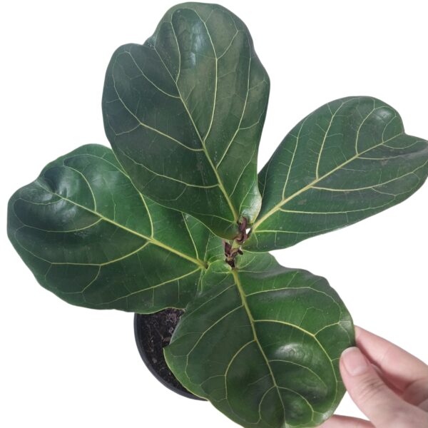 Ficus lyrata | Fiddle Leaf Fig Indoor Plant in 15cm Nursery Pot - Image 3