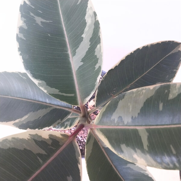 Ficus Tineke | Variegated Rubber Plant in 21cm Nursery Pot - Image 3