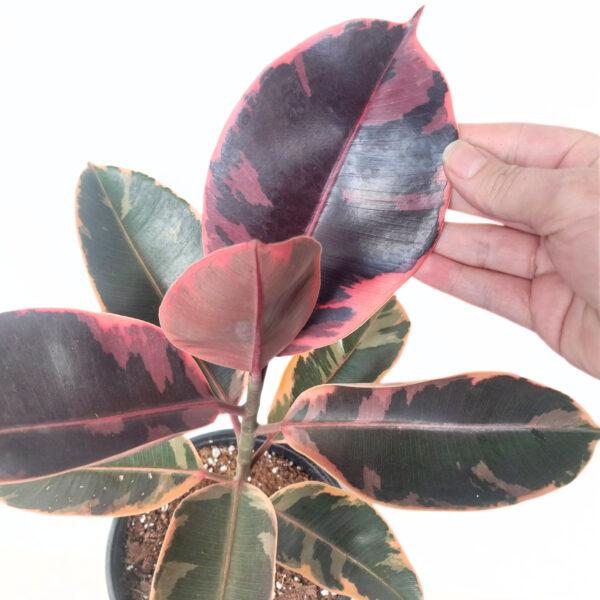 Ficus Ruby | Variegated Rubber Plant in 19cm Nursery Pot - Image 2