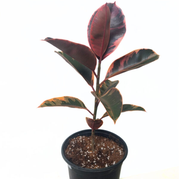 Ficus Ruby | Variegated Rubber Plant in 19cm Nursery Pot - Image 3