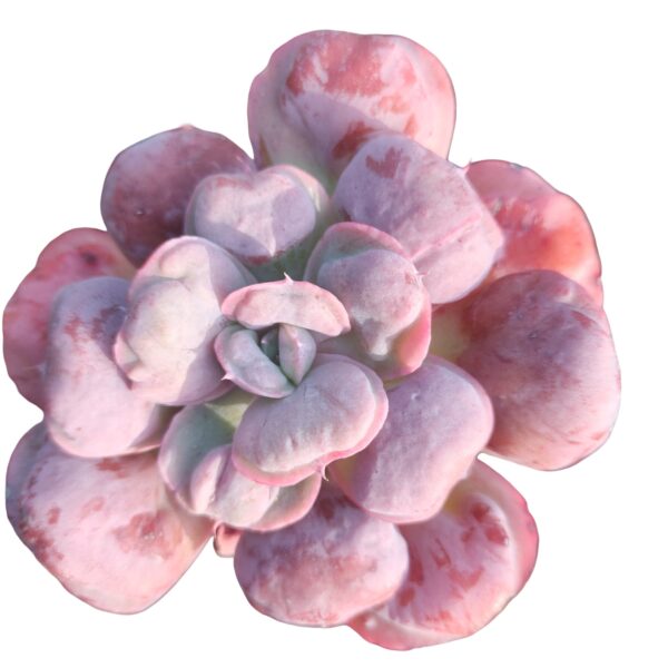 Echeveria 'Heart's Delight' | Rare Echeveria | 12cm Nursery Pot - Image 2