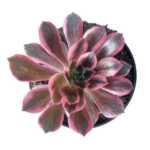 Aeonium 'Medusa' | Rare Aeonium Succulent | 12cm Nursery Pot