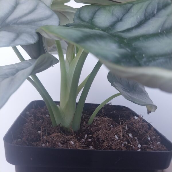 Alocasia Silver Dragon | Rare Silver Leaf Indoor Plant in 12cm Pot - Image 3